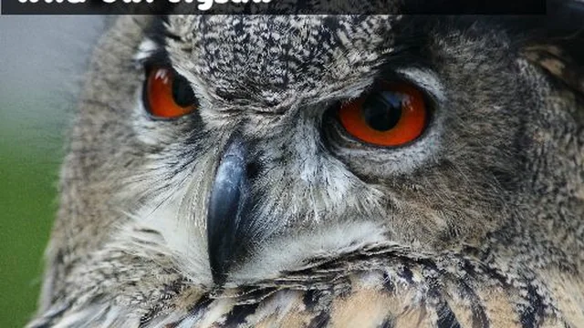 Wild owl Jigsaw