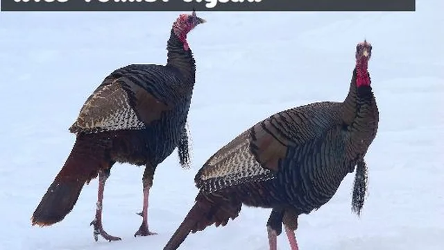 Wild Turkey Jigsaw