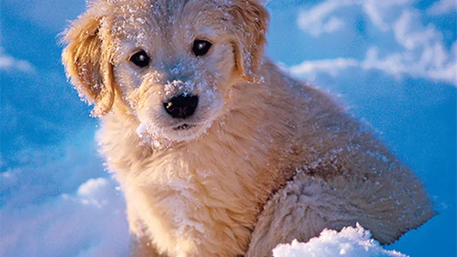 Winter Pets Puzzle